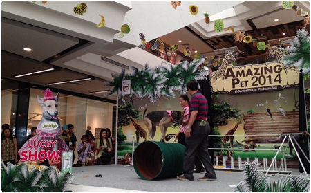 Amazing-Pet-2014-1