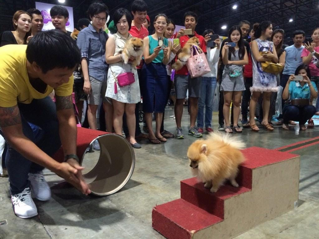 Thailand_International_Dog_Show_2015_3