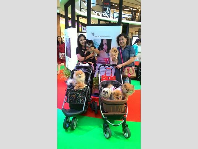 dog_s_ville_6