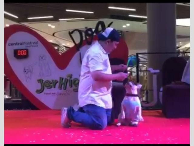 dog_s_ville_8