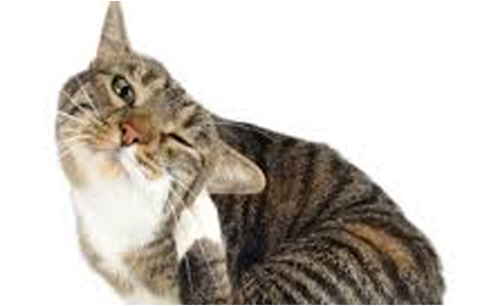 News-Cat