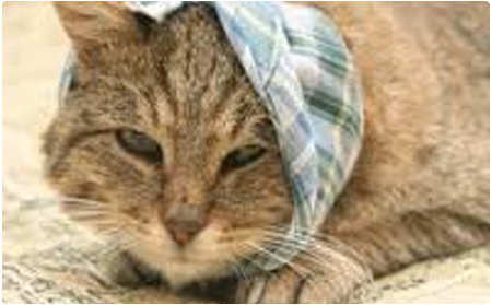 News-New-Cat