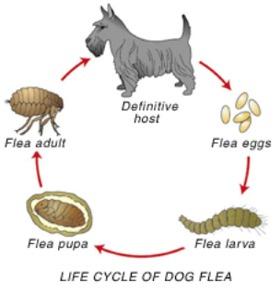 flea_cycle